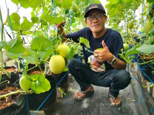 Perkuat Ketahanan Pangan Desa Kebonagung Kembangkan Budidaya Melon dan Ayam Petelur