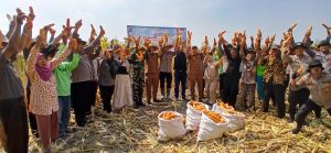 Panen Jagung Kuartal III di Kecamatan Balongbendo