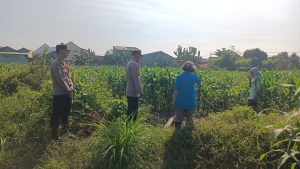 Bhabinkamtibmas Polsek Taman Masifkan Penyuluhan Ketahanan Pangan, Dukung Swasembada Jagung