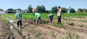 Polsek Prambon Masifkan Pendampingan Petani, Optimalkan Lahan Jagung Dukung Ketahanan Pangan
