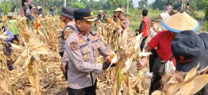 Panen Raya Jagung Kuartal III di Balongbendo, Wujud Nyata Swasembada Pangan Nasional