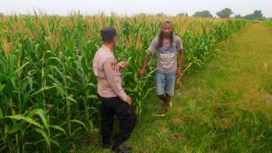 Polsek Prambon Sukseskan Ketahanan Pangan, Cek Pertumbuhan Jagung di Desa Bulang