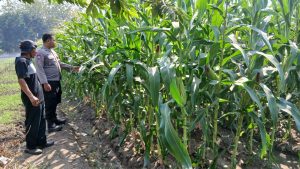 Dukung Swasembada Pangan, Polsek Krembung Dampingi Petani Jagung di Desa Lemujut