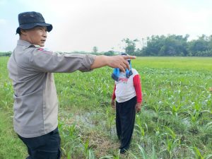 Polisi Bersama Petani Pantau Pertumbuhan Jagung di Sumokembangsri Balongbendo