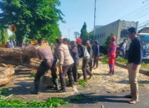 Polisi Bantu Evakuasi Pohon Tumbang di Jalan Raya Tebel Gedangan