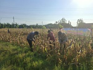 Polsek Wonoayu Panen Raya Jagung, Dukung Swasembada Pangan