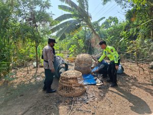 Polsek Waru Turun Langsung Tindaklanjuti Informasi Arena Sabung Ayam di Desa Bungurasih